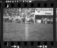 Casper Schaefer Steer wrestling