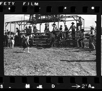 Earl Williamson riding unknown Bull