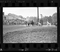 Larry Davis Steer wrestling, 11.8 Sec