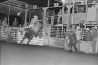 Woody Burns on Bull #13
