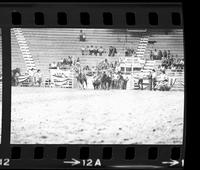 Tom Ferguson Steer wrestling