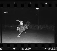 Ken Edding on Saddle bronc #100