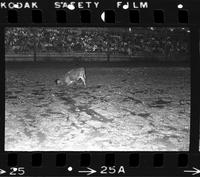 Tony Coleman Steer wrestling