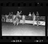 Larry Gann on unknown Bull