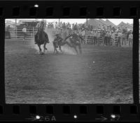 Norm Hazelbaker Steer wrestling