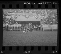 Roy Cooper Calf roping