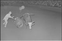 Unidentified Rodeo clowns Bull fighting