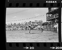 Larry Bates on Empty Saddles