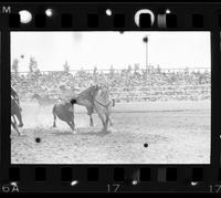 Tony Bulman Steer wrestling