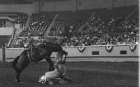 Vicki Adams Barrel racing