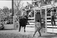 Greg Boswell on Bull #707