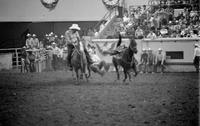 Tony Wiese Steer wrestling