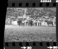 Dilton Emerson Steer wrestling, 5th Perf.
