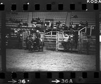 Unidentified Bull rider