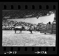 Unknown Rodeo clowns Bull fighting