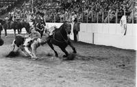 Phil Tharp Steer wrestling