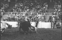 Lyle Sankey re-ride on Bull #52