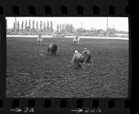Unknown Rodeo clowns Bull fighting with "Buster"
