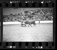Gene Clark fighting Bull #1X