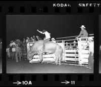Dave Kenny on Bull #04