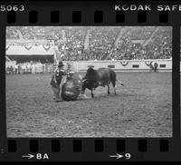 Rodeo clown Miles Hare Bull fighting with Bull #01