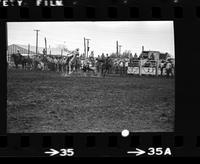 Frank Jones Steer wrestling