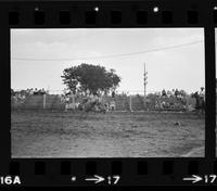 Gary Klemp on Saddle bronc #13