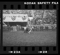 Tom Ferguson Calf roping