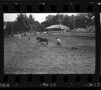 Unidentified rider, Wild Horse Race