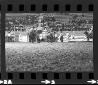 Don Huddleston Steer wrestling, 4th Perf., 3.7 Sec., Arena record