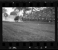 Norm Dannecker Steer wrestling