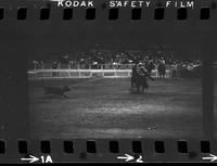 Roy Reger Calf roping, 13.6 Sec