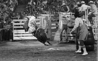 Tony Vogt on Bull #18