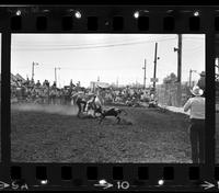 Dale Tubesing Calf roping