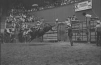 Mike Young on Bull #73