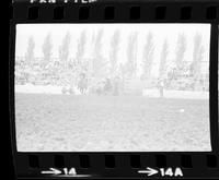 Don Urbanek Steer wrestling