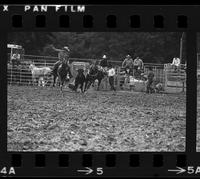 Danny Terry Steer wrestling