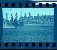 Nathan Haley Steer wrestling