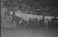 Sue Pirtle Hays Girls Bull riding