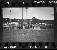 Pete Rosiglione Calf roping