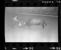 George Doak Bull fighting with "Texas Red"