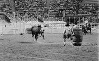 Unidentified Rodeo clowns Bull fighting