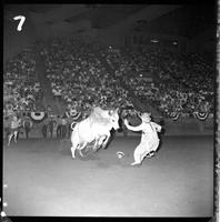 Tommy Sheffield Bull fighting with Bull #07