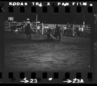 Unknown Steer wrestler