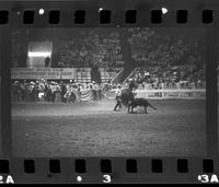 Don Douglas Calf roping