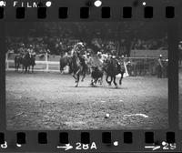 Howard Manuel Steer wrestling