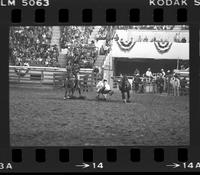 Danny Torricellas Steer wrestling