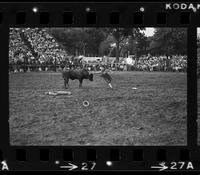 Unknown Rodeo clowns fighting Bull "El Rojo"