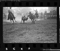 Ken Kook Steer wrestling