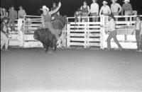 Ernie Roberts on Bull #28